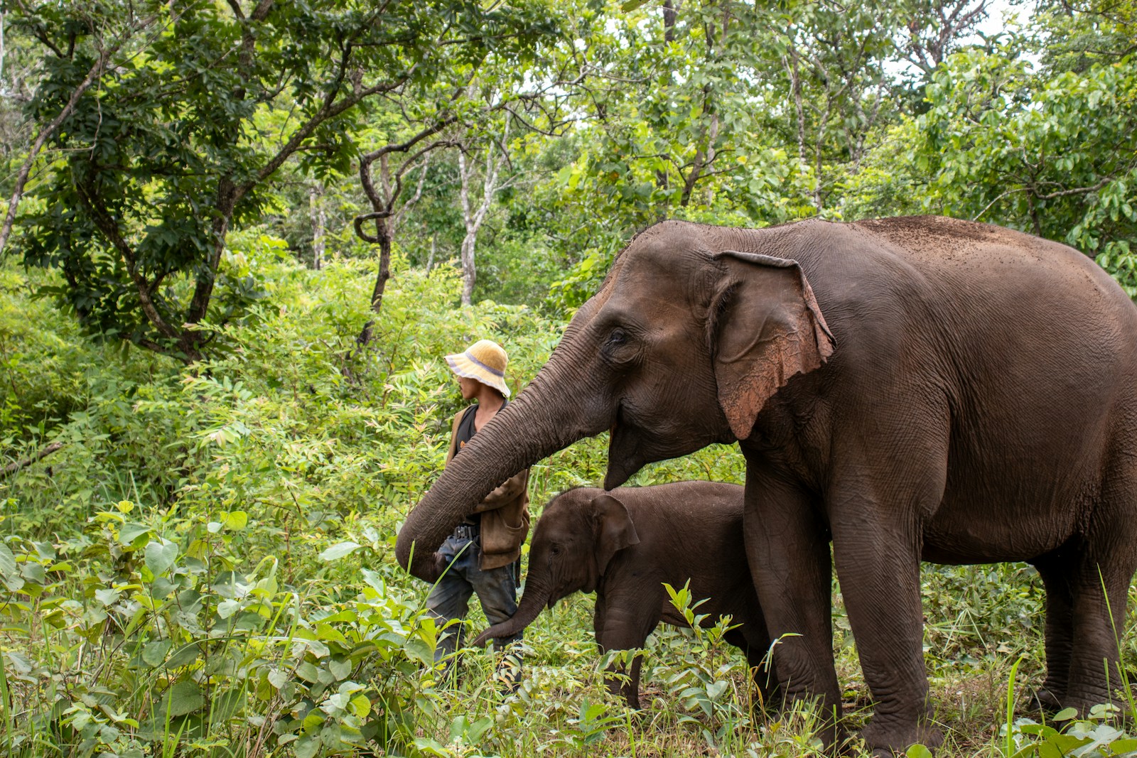 Vivre au Cambodge : Guide complet pour les expatriés