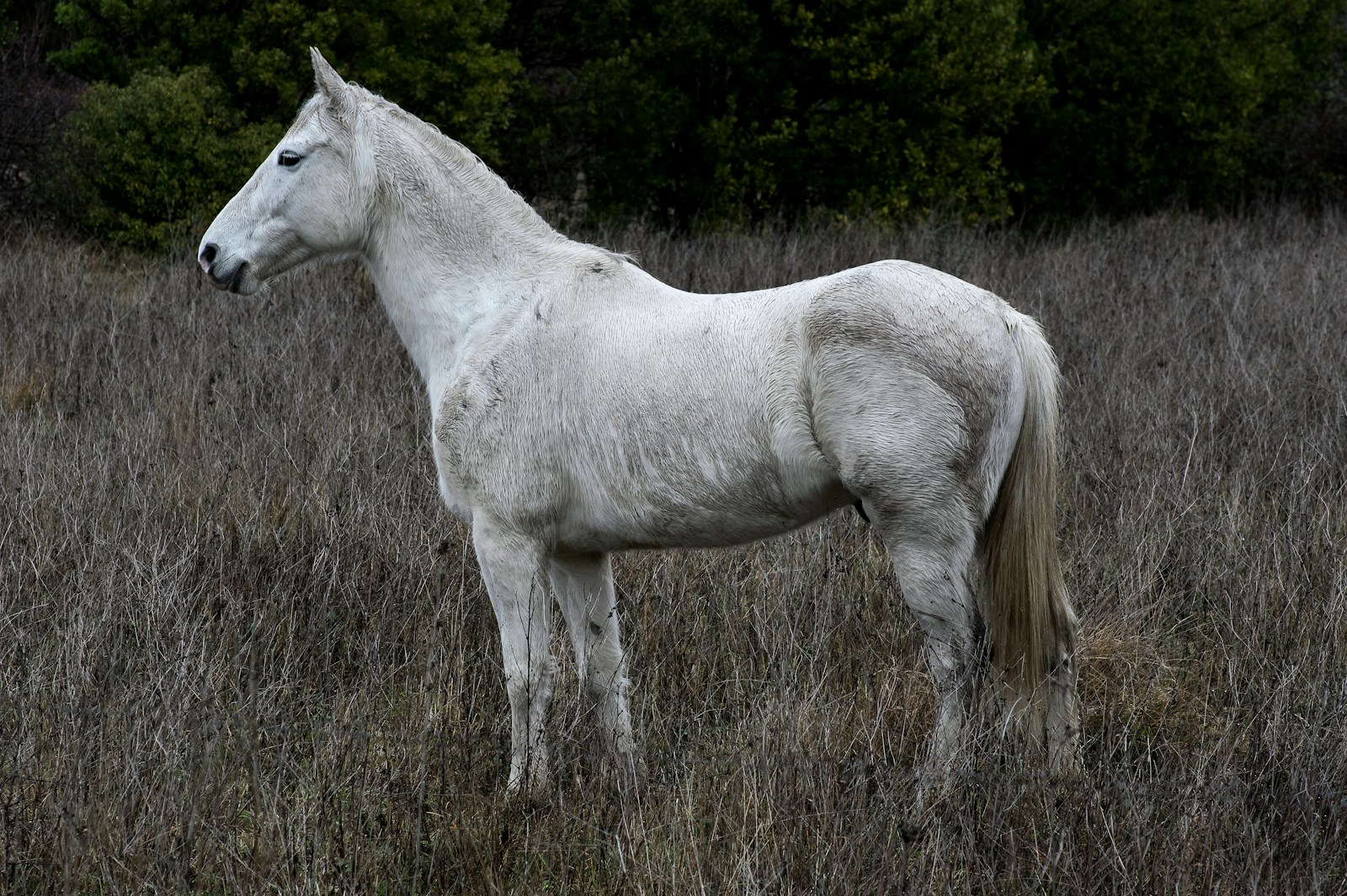 Balade à cheval sur la plage : tarifs et astuces