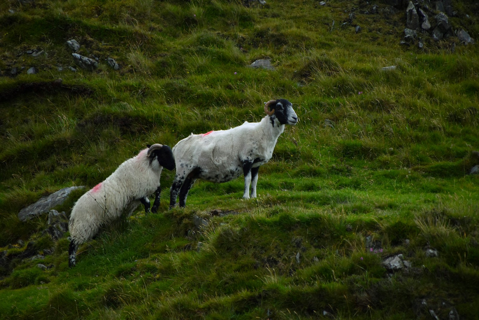 Partir en Irlande pas cher : toutes les astuces pour voyager à petit budget