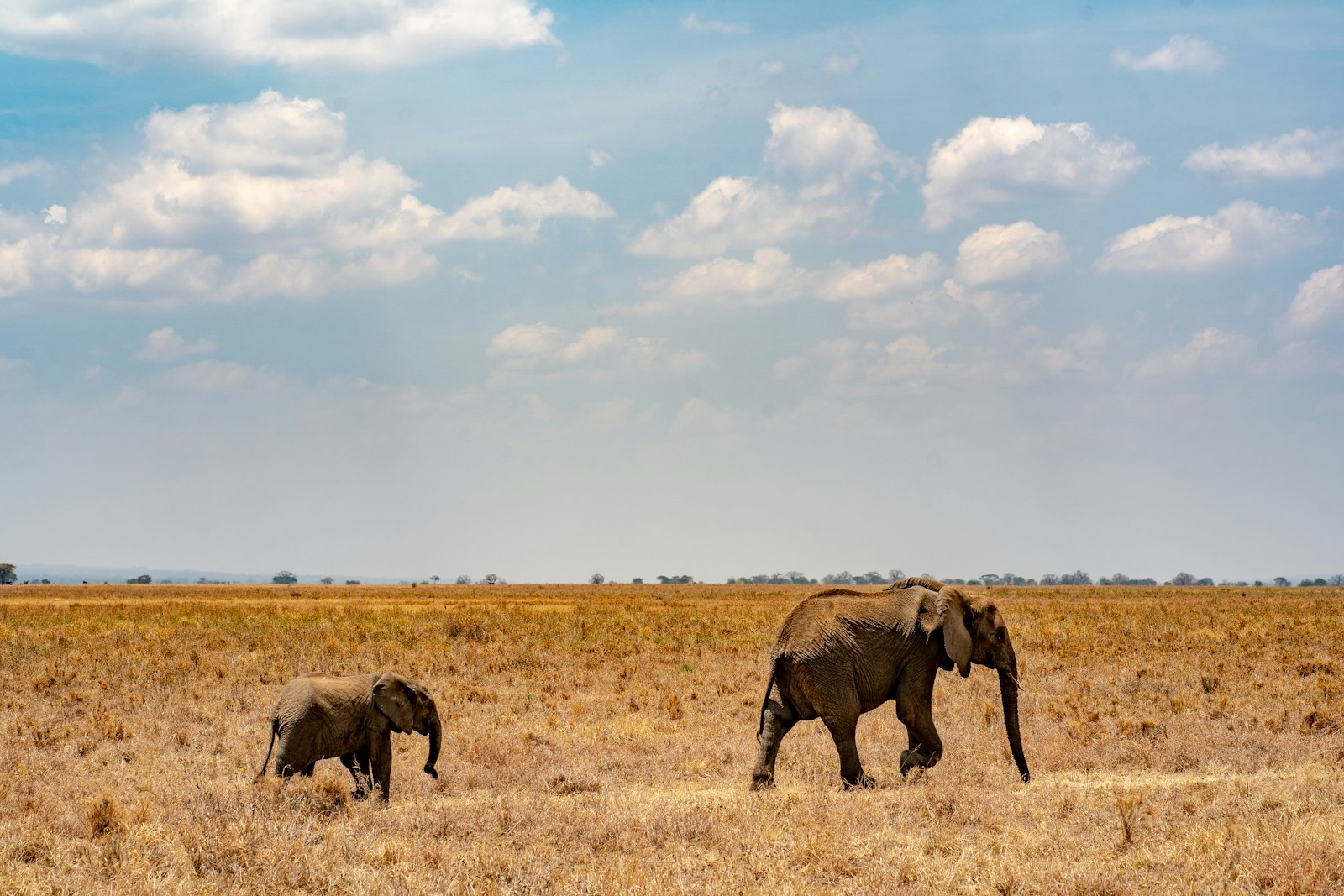 Budget pour un voyage de 2 semaines en Tanzanie : que prévoir ?